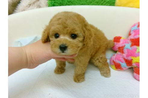 販売中の大阪府のトイプードル-396671の2枚目